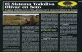 El Sistema Todolivo Olivar en Seto - mapama.gob.es · en la empresa líder en ejecución y asesoramiento técnico de ... con riego consumen una media cercana a los 2.000 m3 de agua