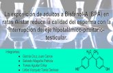 La exposición de adultos a Bisfenol-A (BPA) en ratas ... · Modulación la expresión de genes implicados en el eje hipotalámico-pituitario-testicular. La disminución de la producción