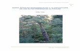 Árboles monumentales de los pinares de El Paular · Hace ya casi un cuarto de siglo, en septiembre de 1988, con la ... recogimos de un arroyo cercano. Mi amigo Pepe Nicolás, ingeniero