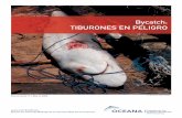 Bycatch: TIBURONES EN PELIGRO - Oceana Chilechile.oceana.org/sites/default/files/reports/Tiburones.pdf · Estas especies sufren las falencias de los artes de ... cientíﬁcas de