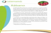 Rábano - Latamseeds · La planta del rábano pertenece a la familia Cruciferae y su nombre científico es el de Raphanus sativus L. Se trata de una planta anual o bianual. Su raíz