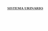 SISTEMA URINARIO - agro.uba.ar urinario.pdf · Regula el contenido del plasma sanguíneo para mantener la homeostasis de los líquidos del medio interno Elabora y expulsa el líquido