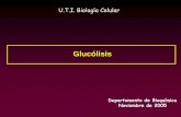 Presentación de PowerPoint - Biología Celular · Canalización del 1,3-DPG entre la G3P deshidrogenasa y la 3-PG quinasa. 8. Conversión del 3-PG en 2-PG. Mecanismo de acción de