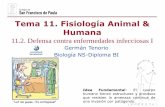 Tema 11. Fisiología Animal & Humanadpbiologia.weebly.com/uploads/2/1/5/5/21553524/gtp_t11.fisiologia... · Ratas inyectadas con la toxina de la difteria no enferman, dado que sus
