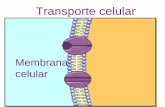 Transporte celular - ciencia10.orgfree.comciencia10.orgfree.com/Presentations/Biologia/Transporte celular.pdf · Transporte celular •El es el intercambio de sustancias entre el