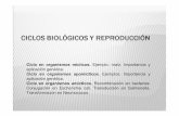 Ejemplo: maíz. Importancia y aplicación genética.ecaths1.s3.amazonaws.com/geneticafaz/239706574.GUIA TEORICA CICLOS... · Diplosporia: se produce una falla en la meiosis, en la