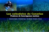 Los sebadales de Canarias - Dr. Fernando Tuyafernandotuya.org/wp-content/uploads/2010/10/Sebadales-de-Canarias.pdf · Debido a la alta energía que existe en los ... pudiendo crecer