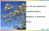La comercialización de las plantas aromáticas y medicinales …apsb.ctfc.cat/wp-content/uploads/2018/03/07-2018-Jornada-PATT-S... · Conflent, Parc Regional des Pyrenées Catalanes,