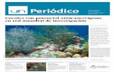 Corales con potencial anticancerígeno, en red mundial de ...unperiodico.unal.edu.co/fileadmin/user_upload/UNPeriodico179.pdf · núcleo esencial con el “acceso a servicios y tec