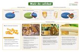 Maíz de calidad - borauhermanos.comborauhermanos.com/archivos/pioneer_bloque3.pdf · • Obtención de harina de maíz para fabricación de pan, snack, tortillas, etc . • Creciente