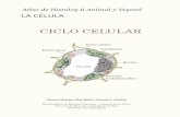 Atlas de Histología Animal y Vegetal - mmegias.webs.uvigo.esmmegias.webs.uvigo.es/descargas/atlas-celula-08-ciclo-celular.pdf · completan el ciclo celular y que son muy longevas,