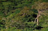 VI. La historia ambiental - sev.gob.mx · los tuxtlas. tierra mítica219 lacustres más grandes de la sierra, el lago de Catemaco y la laguna de Son-tecomapan (fotografi a 7.11);