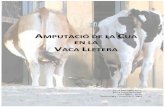 AMPUTACIÓ DE LA CUA EN LA VACA LLETERA - ddd.uab.cat · La cua és una part del cos de les vaques important des del punt de vista fisiològic i comportamental, ja que està integrada