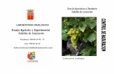 Granja Agrícola y Experimental Cabildo de Lanzarote · Síntesis de aromas varietales: ... Disminuyen los aromas herbáceos, y de pimiento verde, en uvas con pirazinas en su constitución.