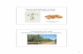 Nuevos portainjertos y nuevas variedades de nogal en Chile · El mejor evaluado resulto ser la selección RX1 PARADOX resistente a Phytophthora PARADOX RX1: • Portainjerto clonal