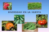 Diversidad en la Huerta · -AtTibutos del cultivo: . fisiología, fenología arquite ctura -Agua -Nuffientes nitrógeno ... Frutos: chaucha, haba, arveja, pepino, berenjena, pimiento,