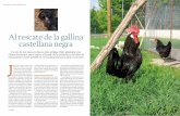 Al rescate de la gallina castellana negra - ganeca.orgganeca.org/wordpress/wp-content/uploads/2017/06/GanecaIntegral.pdf · crestas deben ser totalmente lisas, sin ningún tipo de