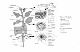Fig. 1.1. Estructura vascular (dicotiledónea). A) Esquema tridi ...clluch/Archivos/histol3.pdf · Estructura típica de una planta vascular (dicotiledónea). A) Esquema tridi-mensional