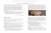 ¿Fósil o no? - earthlearningidea.com · Se trata de una actividad práctica que emplea imagines (página 3) y/o especimenes para discutir acerca de qué es un fósil y que no lo