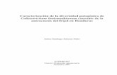Caracterizacion de la divercidad patogenica de ... · Caracterización de la diversidad patogénica de Colletotrichum lindemuthianum causante de la antracnosis del frijol en Honduras