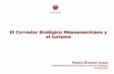 El Corredor Biológico Mesoamericano y el turismo - gob.mx · -Formación de suelo y su fertilidad -Polinizadores del 70% de nuestros cultivos, -Etc. ... Opciones Productivas y Empleo.