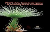 Flora de la serranía de Flora La Lindosa de la serranía de ... · a Amazonía colombiana es un mosaico de diferentes tipos de ... medida en que está acompañado de un rico archivo