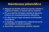 Membrana plásmática - iib.unsam.edu.ar · Inserción de proteínas en la membrana plasmática: PL anulares como interfaz entre estructura irregular de la proteína y estructura