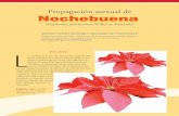 Propagación asexual de Nochebuena - SIAFEMORsiafemor.inifap.gob.mx/anec/pdf/descargables/35/35.pdf · L Resumen a nochebuena de sol (Euphorbia pulcherrima Willd. ex Klotzsch) se