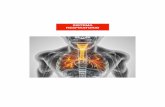 SISTEMA RESPIRATORIO · 2018-05-14 · A nivel estructural podemos dividir el sistema respiratorio en: ... Con ejercicio moderado , el aumento de la ventilación se produce a expensa