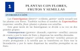 1 PLANTAS CON FLORES, FRUTOS Y SEMILLASdocentes.educacion.navarra.es/ralvare2/... · que en Angiospermas las flores estan formadas generalmente por una o dos envueltas protectoras