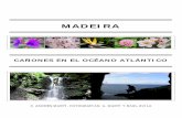 Descenso de cañones en Madeira - andresmartipuig.com · Siguiendo en el océano Atlántico y en esta ocasión aproximadamente 500Km al norte de ... el segundo puesto en el ranking