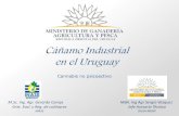 Cañamo Industrial en el Uruguay - MGAP .:. Ministerio de ... · •Factura proforma del exportador •Certificado de THC del lote a importar ... •Venta libre en Uy ( previa autorización