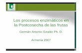 Los procesos enzimáticos en la Postcosecha de las frutasblade1.uniquindio.edu.co/uniquindio/eventos/siquia20130509/siquia... · de maduración de las frutas, como el proceso de solubilización