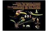 Una hermosa nueva especie de Masdevallia ... y... · vallia, es uno de los géneros mas ricos en especies dentro de Pleurothallidinae. Luer (2000) trató Masdevallia en 10 sub- ...