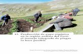 Fotografía: Centro Internacional de la Papa. 13 ... · de barreras plásticas para el control del gorgojo de los Andes, de atractici- das para reducir las infestaciones de polillas