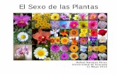 El Sexo de las Plantas - wpd.ugr.eswpd.ugr.es/~rnavajas/wp-content/uploads/2017/03/sexo_plantas.pdf · El Sexo de las Plantas Aristóteles y su pupilo Teofrasto, Siglo IV a.C. Clasifican