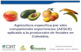 Agricultura específica por sitio compartiendo experiencias ... · Cadenas productivas (mango, aguacate, citricos, ... • Incorporar cambios en los comportamientos socio- culturales