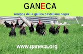 GANECA -  · Amigos de la gallina castellana negra ¿Quiénes somos? •Ganeca es una asociación, •con carácter nacional (con socios en casi todas las CCAA, la mayoría en CyL),
