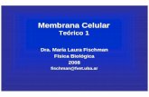 Teoricos 2008 - Membrana 1 · Transporte de iones y moléculas ... Modelo de Mosaico Fluido (Singer y Nicholson, 1972) Lípidos presentes en las membranas celulares de los mamíferos
