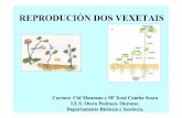 REPRODUCI ÓN DOS VEXETAIS - centros.edu.xunta.escentros.edu.xunta.es/iesoteropedrayo.ourense/dptos/bio/bach_1_2010/... · plantas vasculares(cormófitas) son espermatófitas (con
