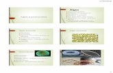 REINO PROTISTA - colegiovsjose.com.br · Unicelulares Pigmento ... Euglenofíceas Unicelulares; ... Algas verdes Unicelulares ou pluricelulares; Marinhas e de água doce; 15 reprodução