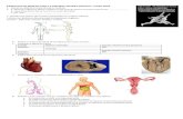 bioarchivos.files.wordpress.com  · Web viewResponda a las siguientes preguntas de la imagen que aparece al lado que describe el ciclo menstrual sin fecundación ni embarazo