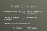 Clado Ecdisozoa - zoologiageneral.com.arzoologiageneral.com.ar/datos/TEORICOS/Clado Ecdisozoa 2.pdf · Clado Ecdisozoa ! Presencia de cutícula material orgánico Trilaminar ! Muda