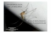 EPIDEMIOLOGÍA DE LA MALARIA - fundacionio.org · Pacífico occidental 0.8% América 0.4% 88% < 5 años 674.960 niños ... Eritrocito infectado Joven Reticulocitos Reticulocitos Viejos