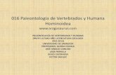 016 Paleontología de Vertebrados y Humana Hominoidea PVAVYHL Hominoideos... · (millennium man) Kenyanthropus platiops Australopithecus garhi Mioceno Plioceno Pleistoceno millones