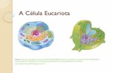 A Célula Eucariota Animal - profbiologia.files.wordpress.com · A Célula Eucariota Retículo Endoplasmático Conjunto de canais que transportam substâncias pelo citoplasma.