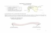 MIEMBRO SUPERIOR - amicivirtual.com.ar · los huesos de la cintura escapular Clavícula : hueso de clasificación largo por dimensiones, plano por función, se ubica en la parte superior