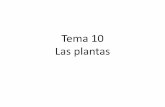 Tema 10 Las plantas - lapizarradelaciencia.files.wordpress.com · Tipos de raíces Axonomorfa Fasciculada Napifome. pistilo pétalos (corola) pedúnc ulo estambres receptácul o sépalos