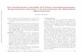 Els herbassars nitròfils d’Urtico membranaceae- Smyrnietum ...digital.csic.es/bitstream/10261/150157/1/herbassars_Romo_2017.pdf · Fisiognomia A la muntanya de Montjuïc l’hem