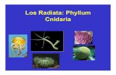 Los Radiata: Phyllum Cnidaria - ..: UABCfcm.ens.uabc.mx/~vzavala/cnidarios_acuic.pdf · SISTEMÁTICA DE CNIDARIA Dominio Eukaryota – Eukariontes Reino Animalia - Animales Subreino